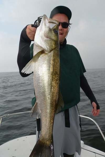 シーバス(スズキ)