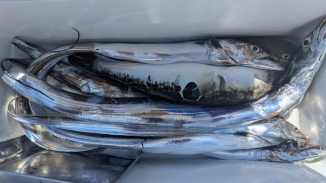 タチウオ・トラフグ