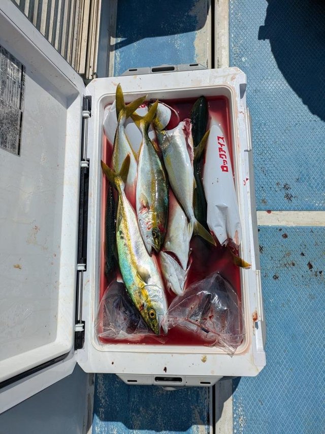 ワカシ(ブリ)・イナダ(ブリ)