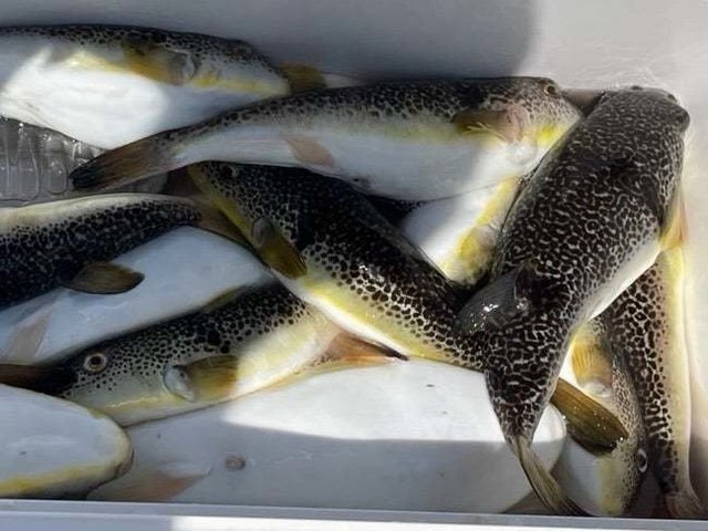 ショウサイフグ