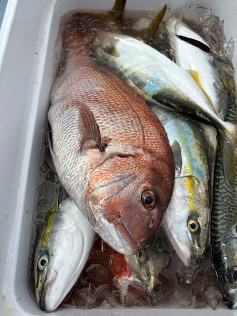 マダイ・イナダ(ブリ)