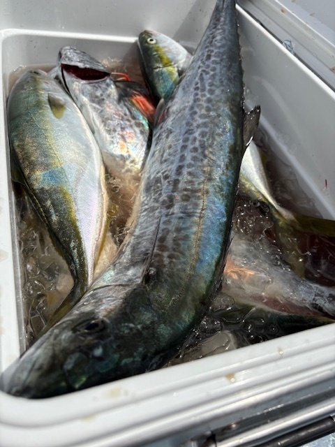 イナダ(ブリ)・サワラ