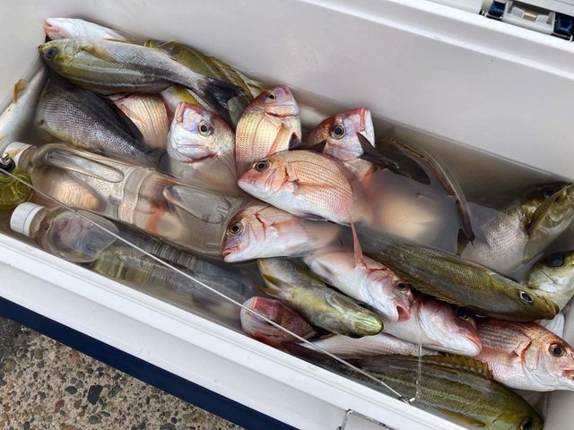 ハナダイ(チダイ)・イサキ