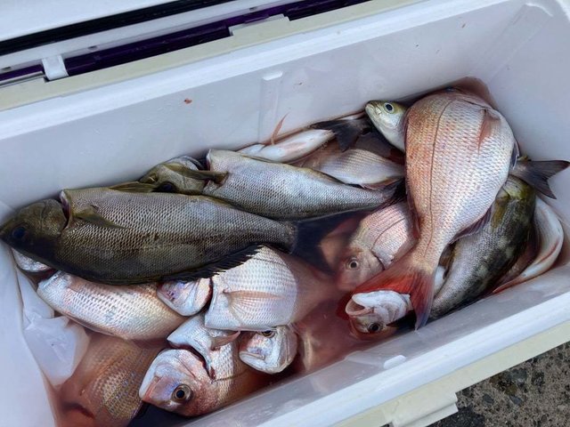 ハナダイ(チダイ)・イサキ