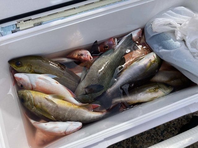 ハナダイ(チダイ)・メジナ・イサキ