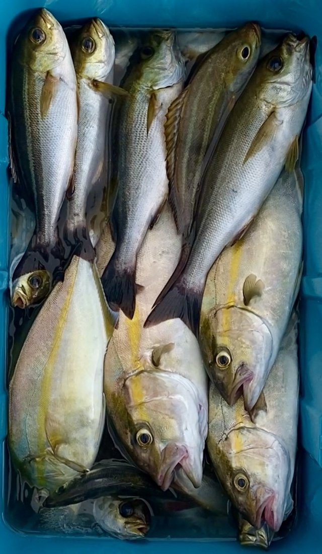 カンパチ・イサキ