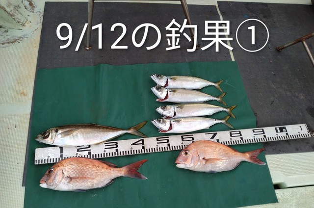 マダイ・マアジ・マサバ