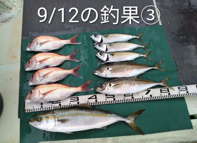 マダイ・マアジ・ハマチ(ブリ)・マサバ