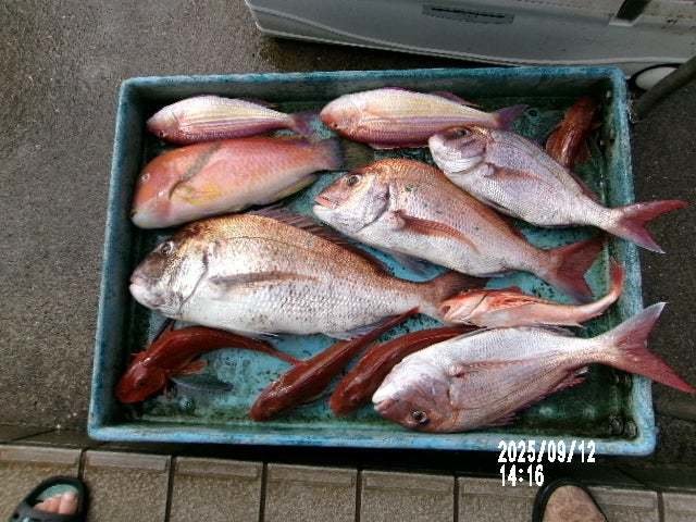 マダイ・イトヨリ(イトヨリダイ)・イラ・ホウボウ