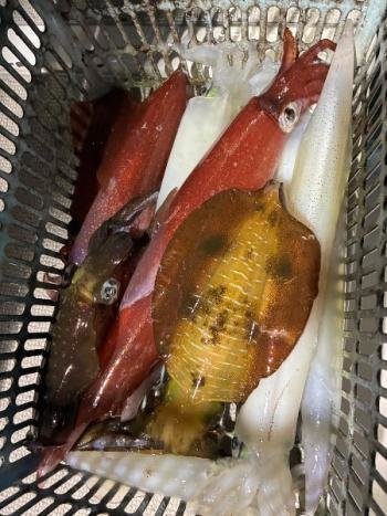 アオリイカ・マイカ(ケンサキイカ)