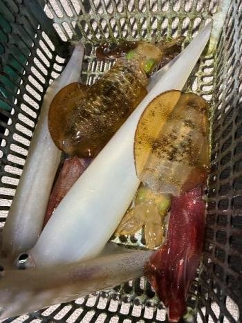 アオリイカ・マイカ(ケンサキイカ)