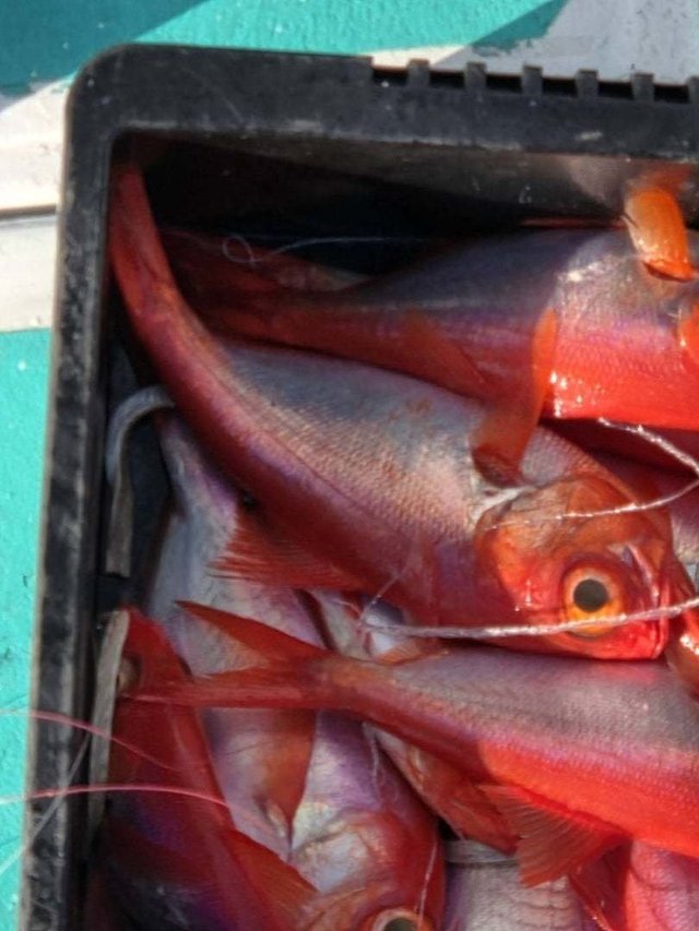 キンメ(キンメダイ)