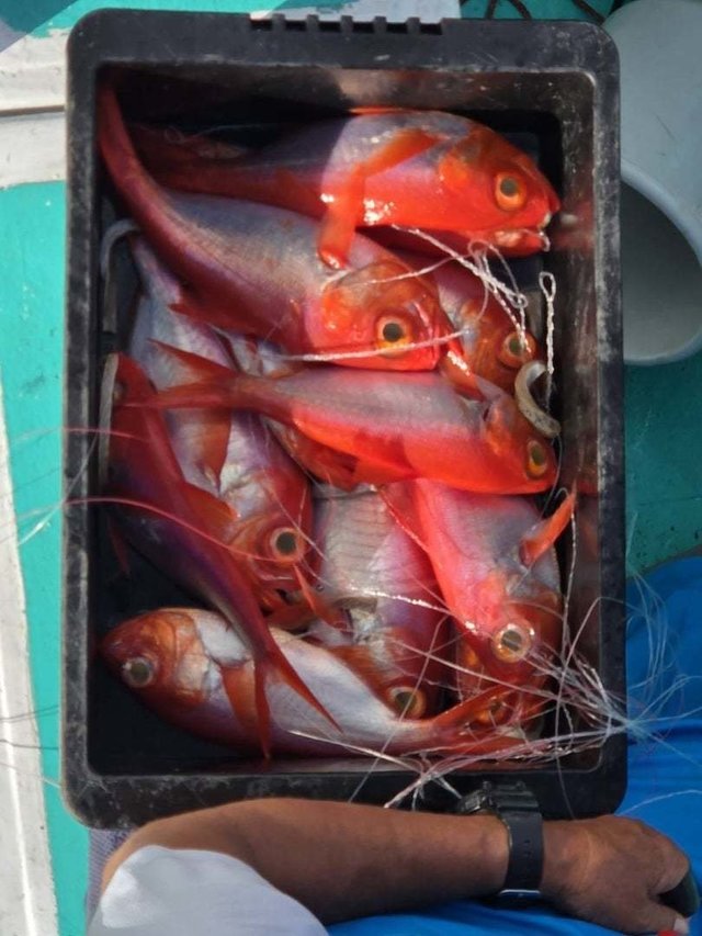 キンメ(キンメダイ)