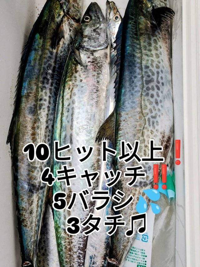 サワラ・タチウオ