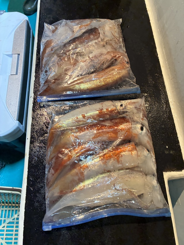 アカイカ(ケンサキイカ)・スルメイカ