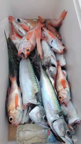 アマダイ(アカアマダイ)・クロムツ・アカムツ