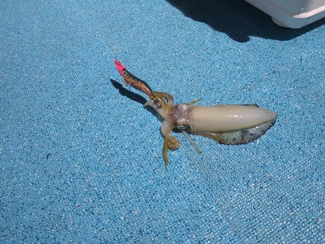 イカ(ケンサキイカ)