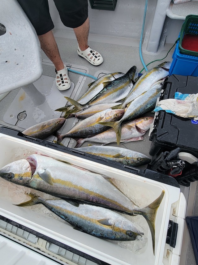 ヒラス(ヒラマサ)・カンパチ