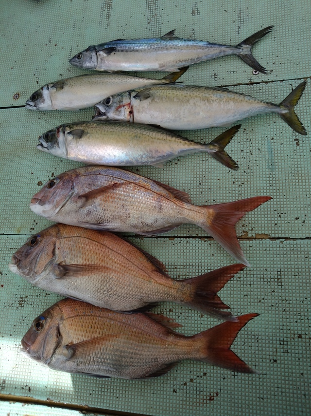 タイ(マダイ)・サバ(マサバ)・サゴシ(サワラ)