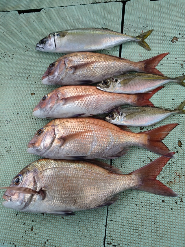 タイ(マダイ)・アジ(マアジ)・サバ(マサバ)