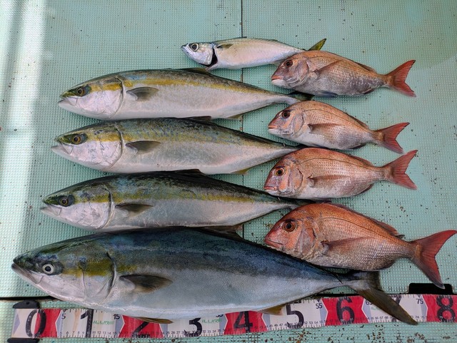 タイ(マダイ)・メジロ(ブリ)・マサバ