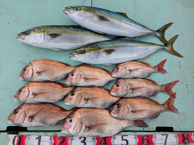 タイ(マダイ)・メジロ(ブリ)