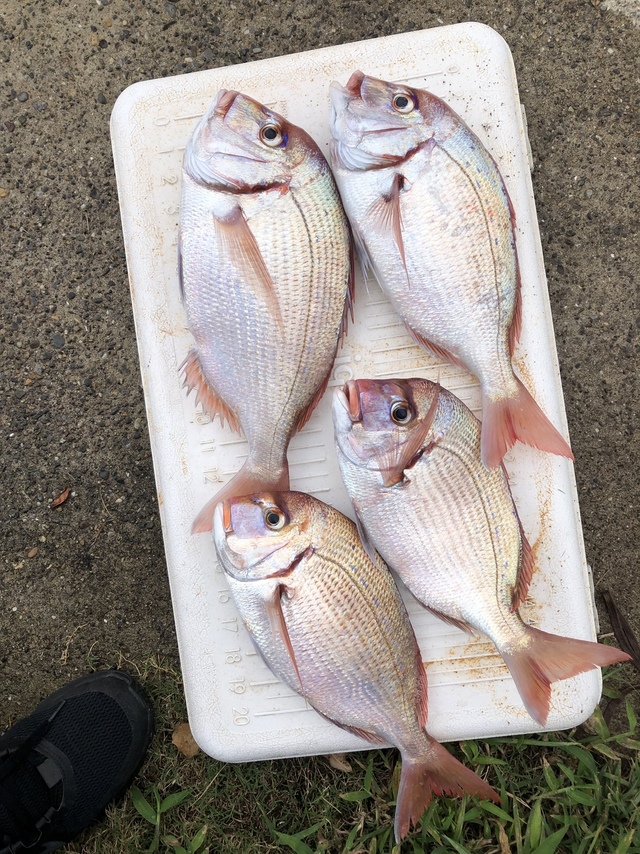 ハナダイ(チダイ)