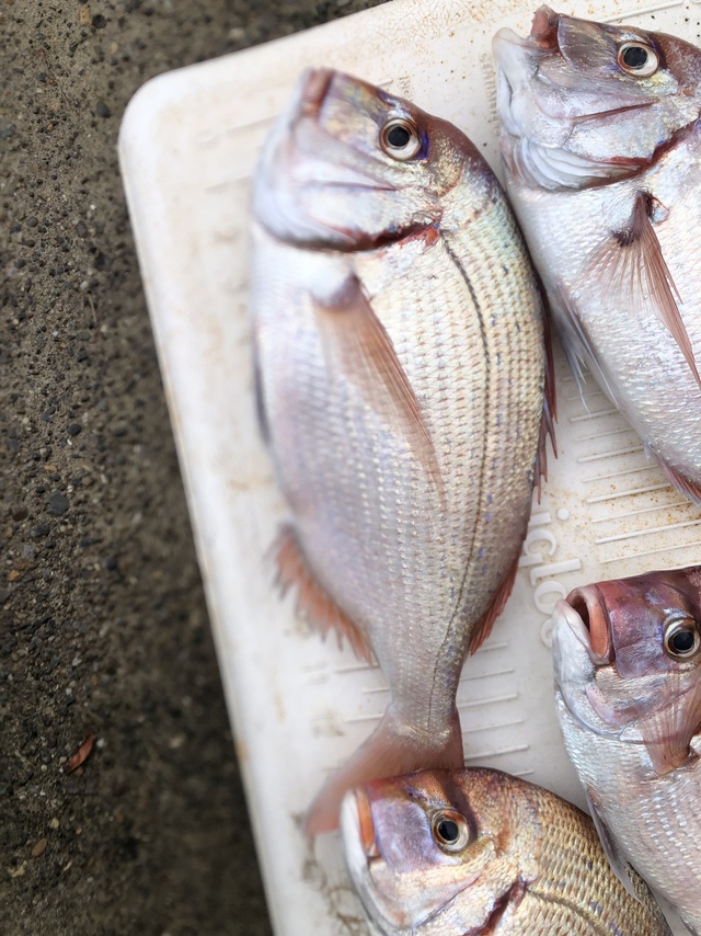 ハナダイ(チダイ)