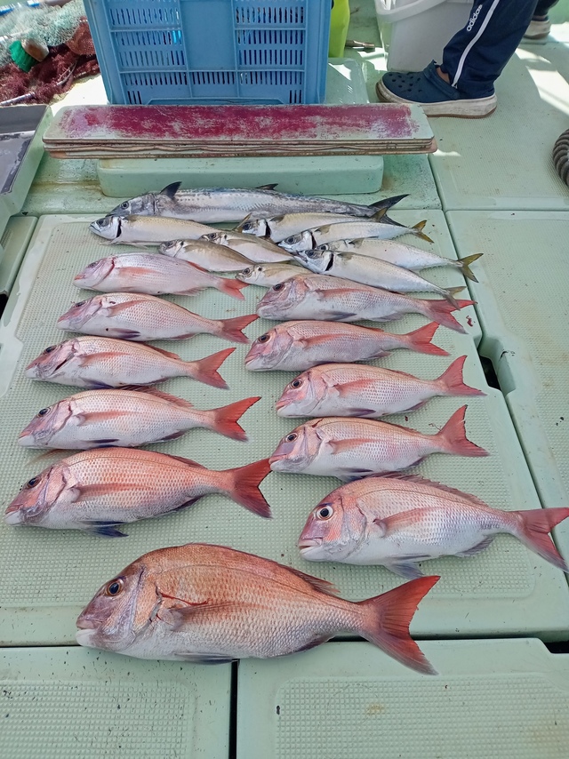 マダイ・チダイ・サバ(マサバ)・サゴシ(サワラ)