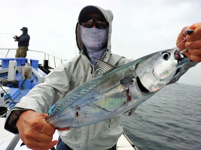 ソーダガツオ(ヒラソウダ)