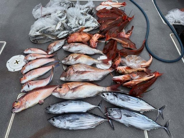 マダイ・アジ(マアジ)・カツオ・カサゴ・ホウボウ