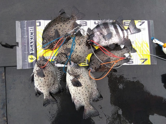 イシダイ・イシガキダイ