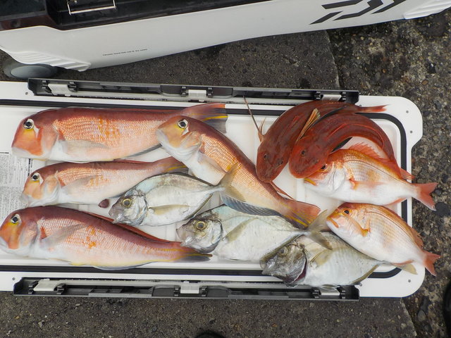 アマダイ(アカアマダイ)