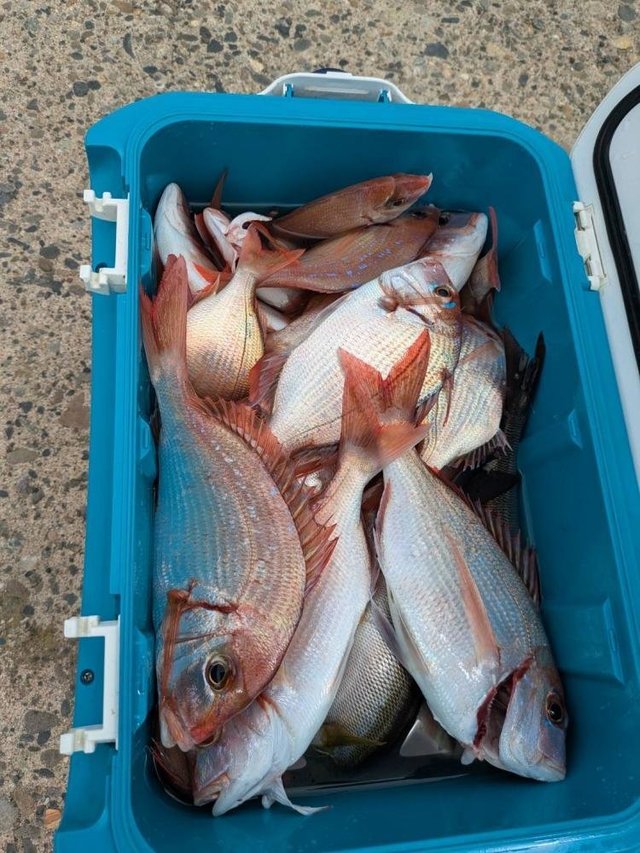 ハナダイ(チダイ)・イサキ