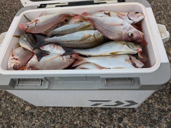 ハナダイ(チダイ)・イサキ