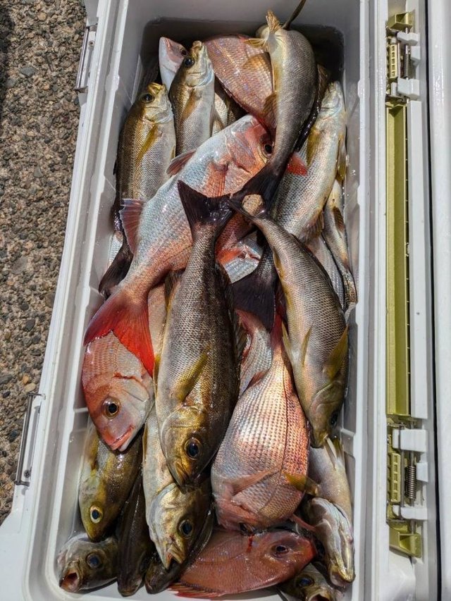 ハナダイ(チダイ)・イサキ