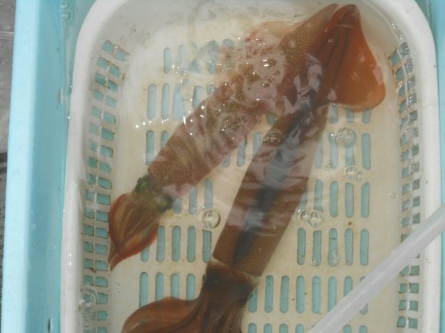 ヤリイカ・スルメイカ