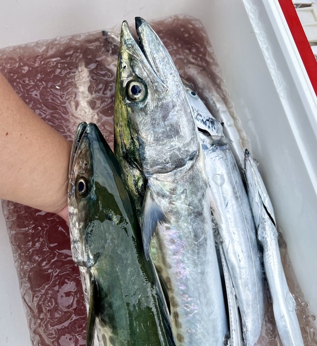 サワラ・タチウオ