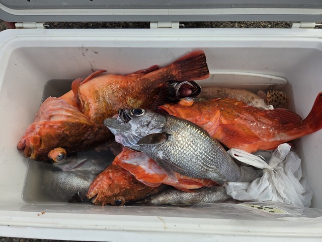 クロムツ・カンコ(ウッカリカサゴ)