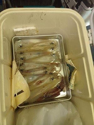 イカ(ケンサキイカ)