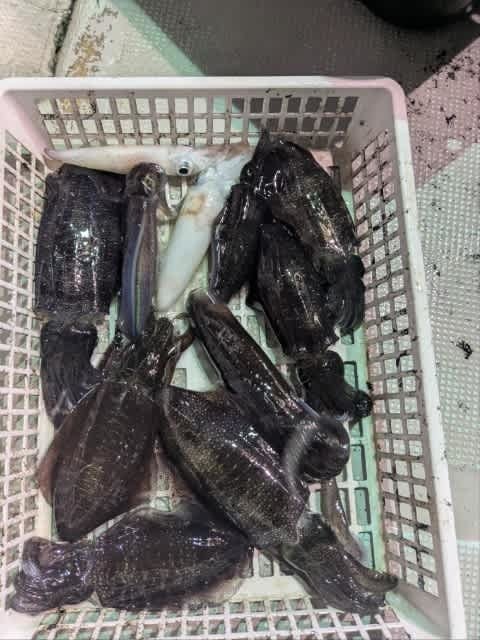 アオリイカ・アカイカ(ケンサキイカ)