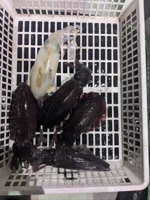 アオリイカ・アカイカ(ケンサキイカ)