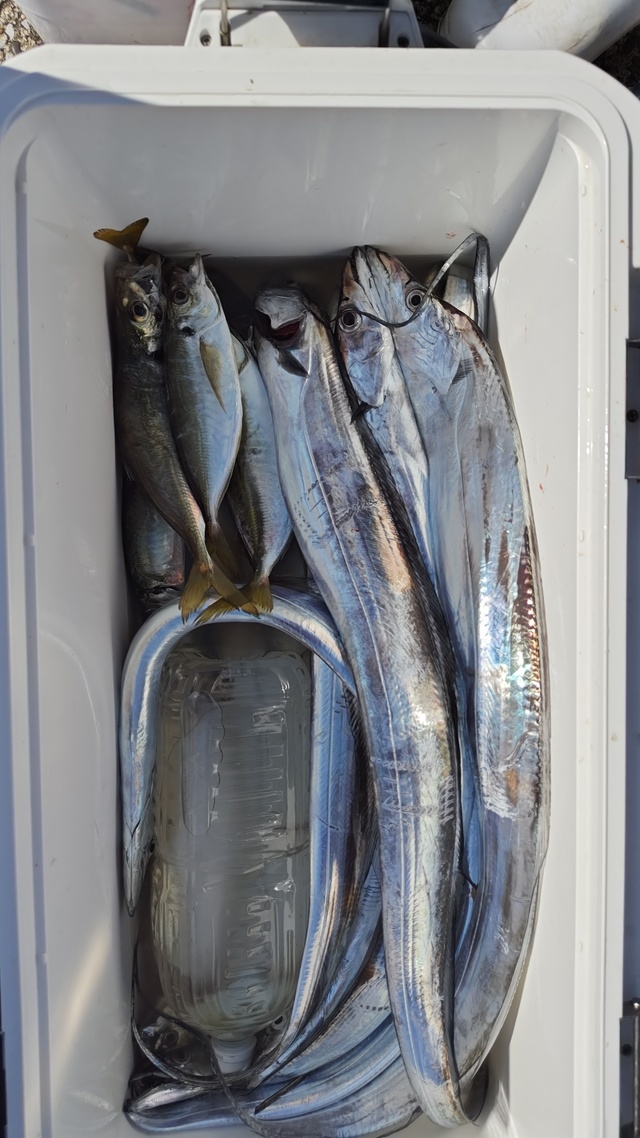 アジ(マアジ)・タチウオ