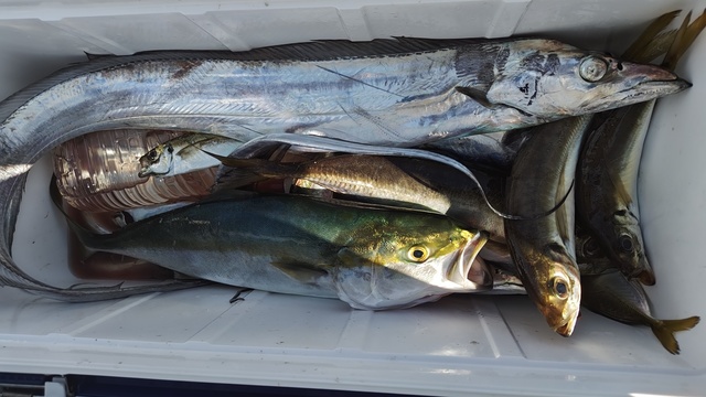 アジ(マアジ)・タチウオ