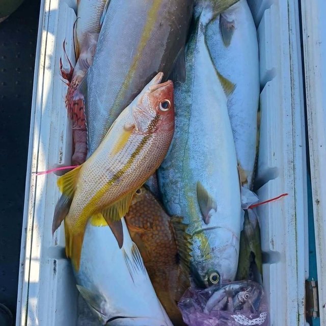 キジハタ・ヤズ(ブリ)・カンパチ・ヨコスジフエダイ・ミノカサゴ