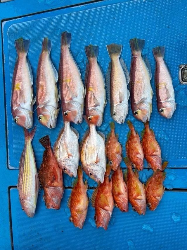 アマダイ(アカアマダイ)・シロアマダイ