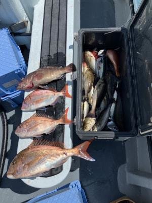 マダイ・マハタ・イサキ・サバ(ゴマサバ)