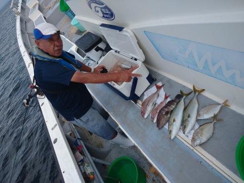 マダイ・マハタ・カイワリ・イナダ(ブリ)