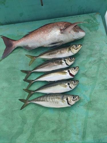 マダイ・アジ(マアジ)