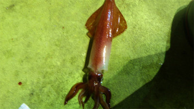 アカイカ(ケンサキイカ)